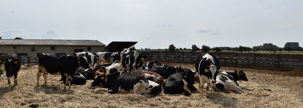 Carrera d´en Bas - Beef cattle organic farm in Spain